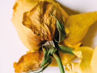 artwotk for John Smith, The Fray