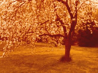 Lisa Bastoni cover for Backyard Birds