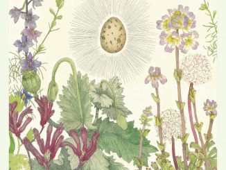 Isabel Rumble "Bird be Brave"