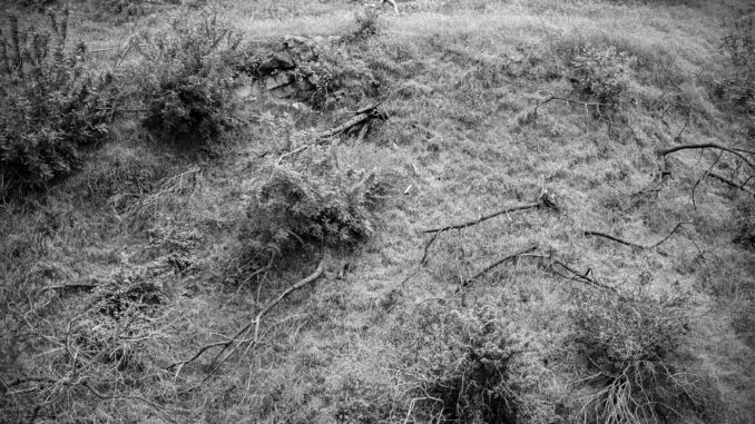 Artwork Anna Tivel Animal Poem