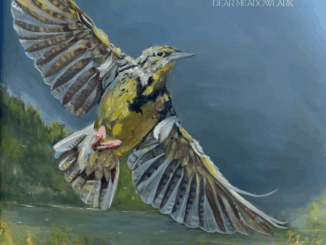 The Wildwoods Dear Meadowlark album cover artwork.