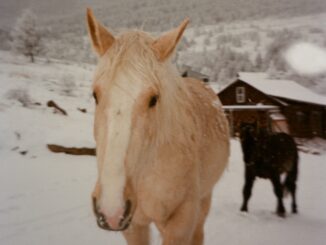 Album artwork for The Last Revel album 'Gone for Good'